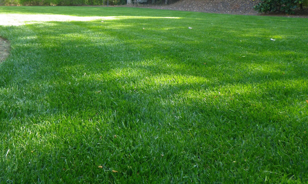 2021 Zoysia Sod Cost Zoysia Grass Sod Prices
